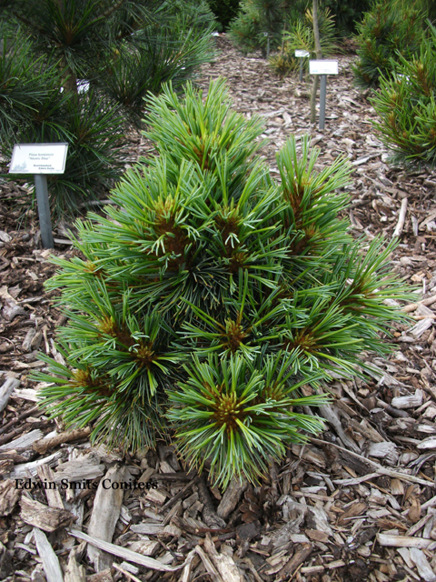 Pinus koraiensis 'Dongling'